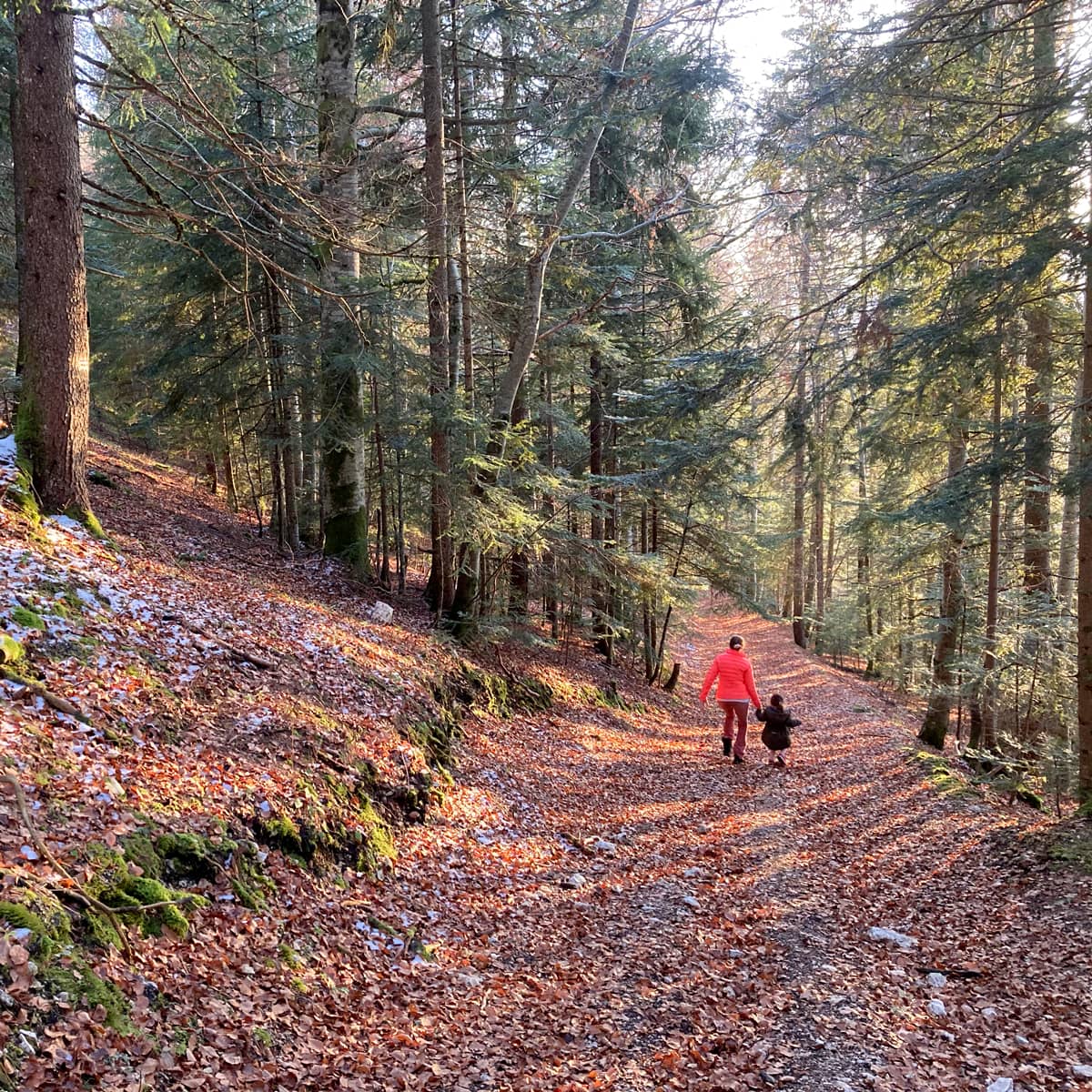 Balade en forêt durant l'automne